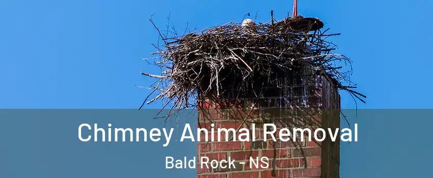 Chimney Animal Removal Bald Rock - NS
