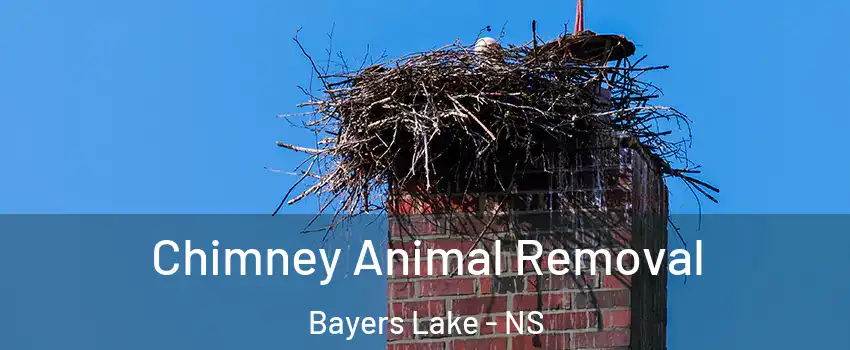 Chimney Animal Removal Bayers Lake - NS
