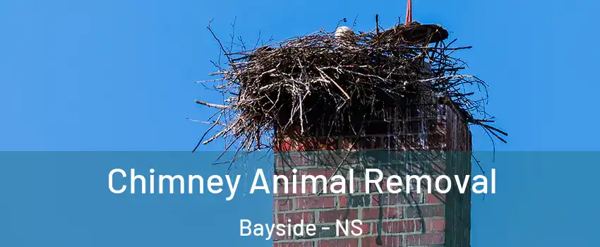 Chimney Animal Removal Bayside - NS