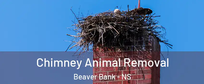 Chimney Animal Removal Beaver Bank - NS