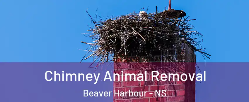 Chimney Animal Removal Beaver Harbour - NS