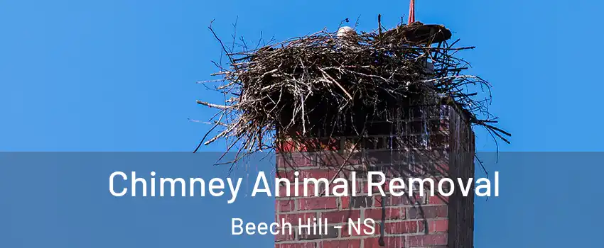 Chimney Animal Removal Beech Hill - NS