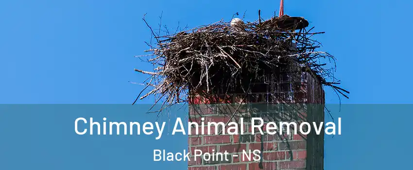 Chimney Animal Removal Black Point - NS