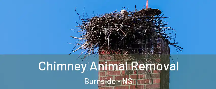 Chimney Animal Removal Burnside - NS