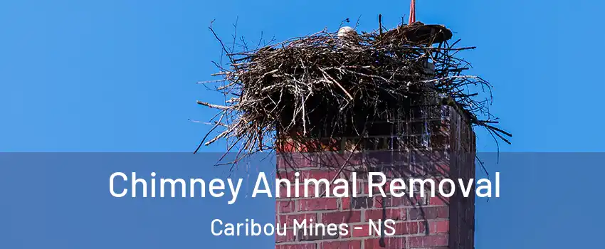 Chimney Animal Removal Caribou Mines - NS