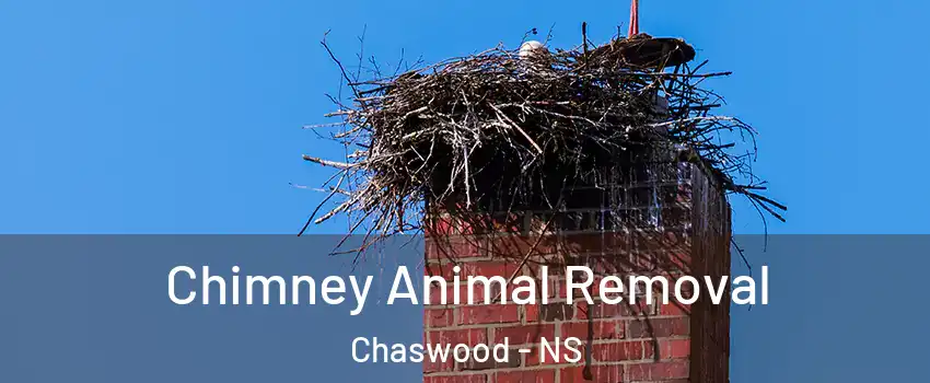 Chimney Animal Removal Chaswood - NS