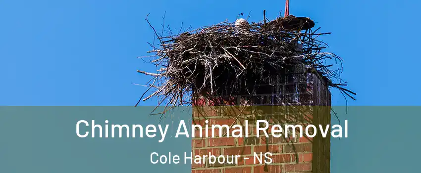 Chimney Animal Removal Cole Harbour - NS