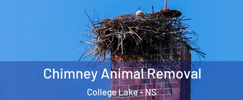 Chimney Animal Removal College Lake - NS