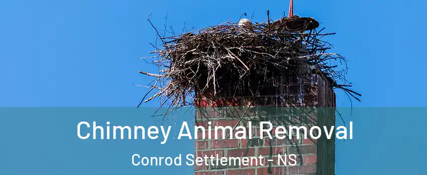 Chimney Animal Removal Conrod Settlement - NS