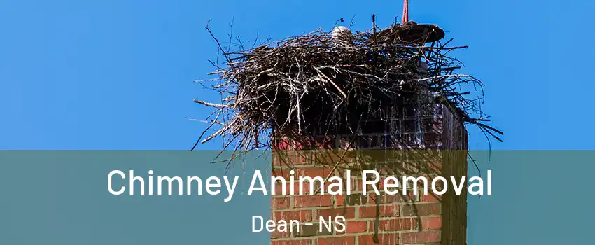 Chimney Animal Removal Dean - NS