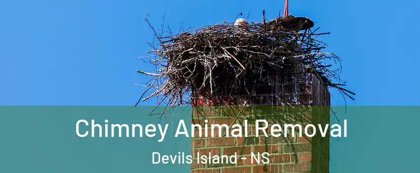 Chimney Animal Removal Devils Island - NS