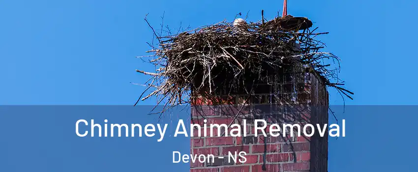Chimney Animal Removal Devon - NS