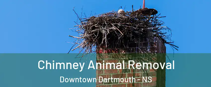 Chimney Animal Removal Downtown Dartmouth - NS