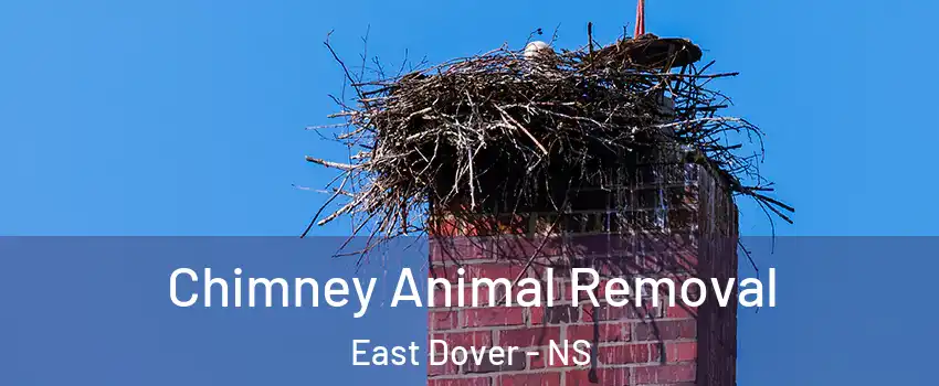 Chimney Animal Removal East Dover - NS