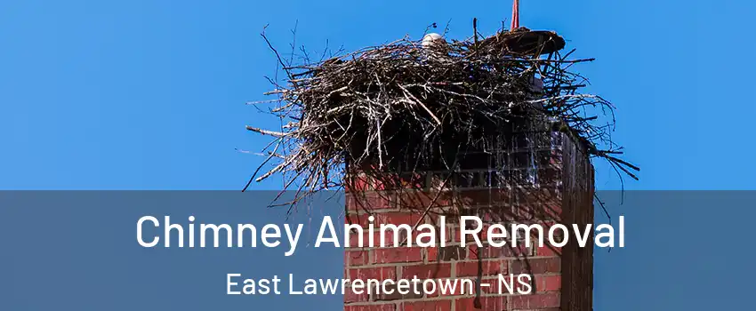 Chimney Animal Removal East Lawrencetown - NS
