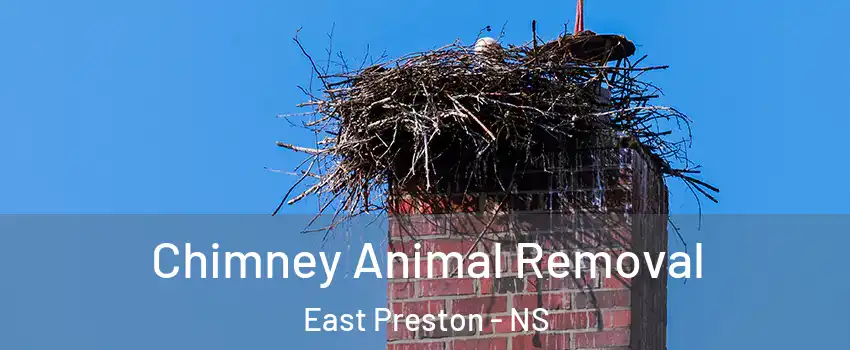 Chimney Animal Removal East Preston - NS