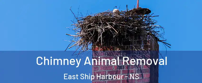 Chimney Animal Removal East Ship Harbour - NS