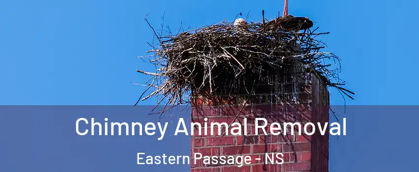 Chimney Animal Removal Eastern Passage - NS