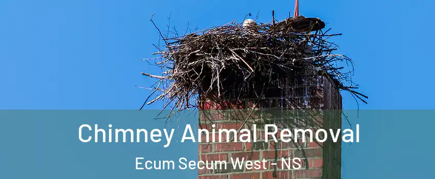 Chimney Animal Removal Ecum Secum West - NS