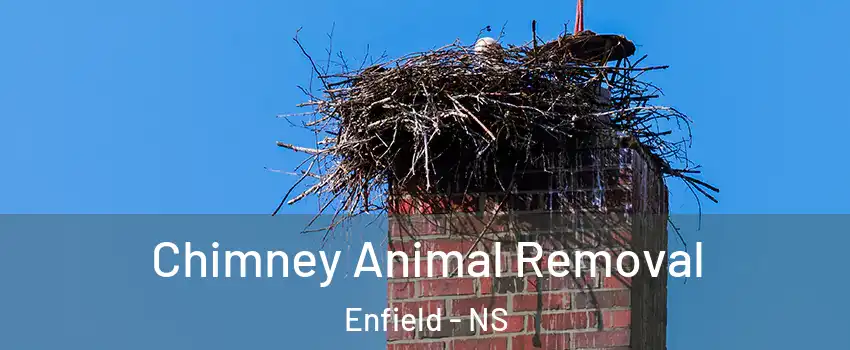 Chimney Animal Removal Enfield - NS