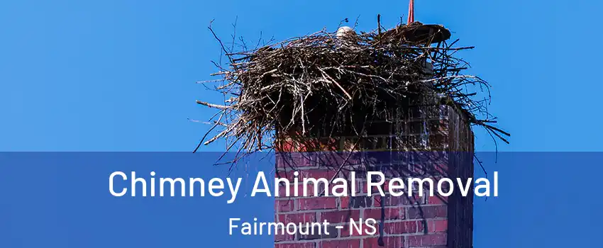 Chimney Animal Removal Fairmount - NS