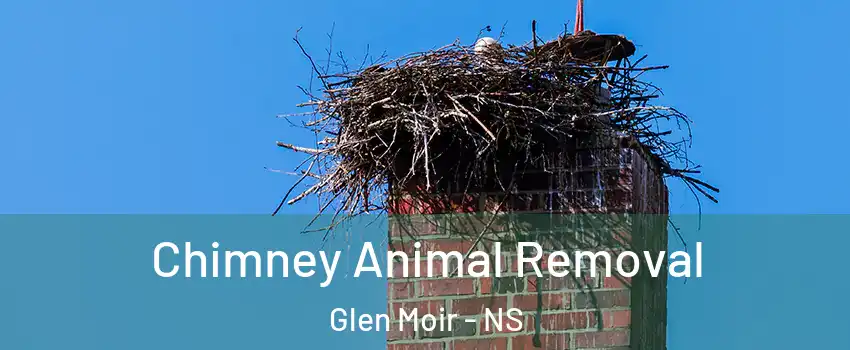 Chimney Animal Removal Glen Moir - NS