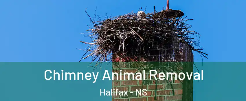 Chimney Animal Removal Halifax - NS
