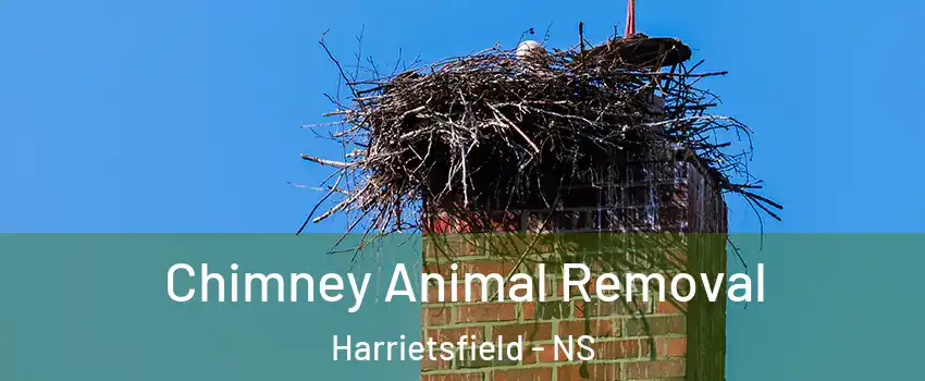 Chimney Animal Removal Harrietsfield - NS