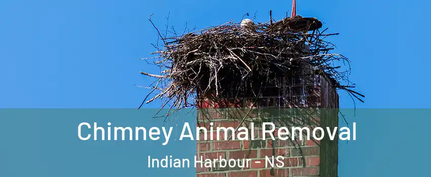 Chimney Animal Removal Indian Harbour - NS