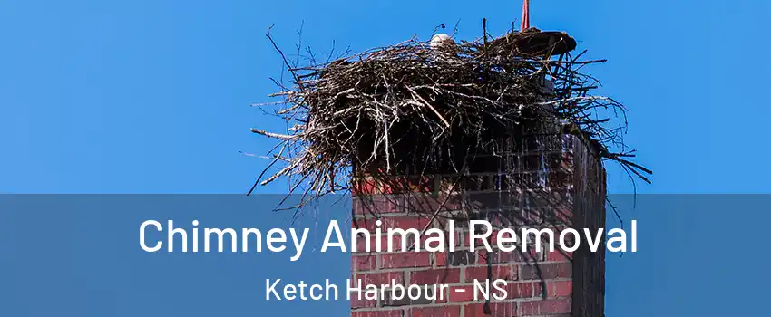 Chimney Animal Removal Ketch Harbour - NS