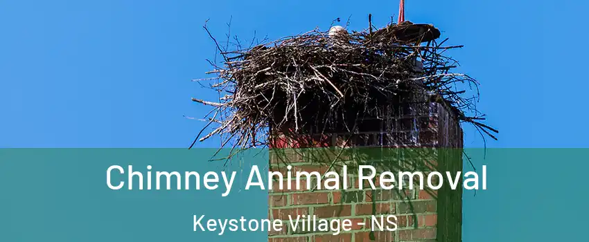 Chimney Animal Removal Keystone Village - NS
