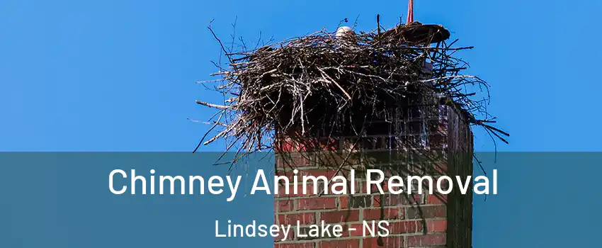 Chimney Animal Removal Lindsey Lake - NS