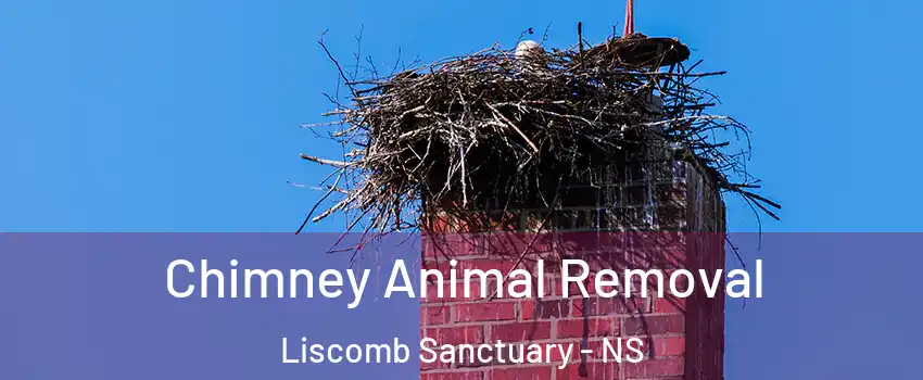 Chimney Animal Removal Liscomb Sanctuary - NS
