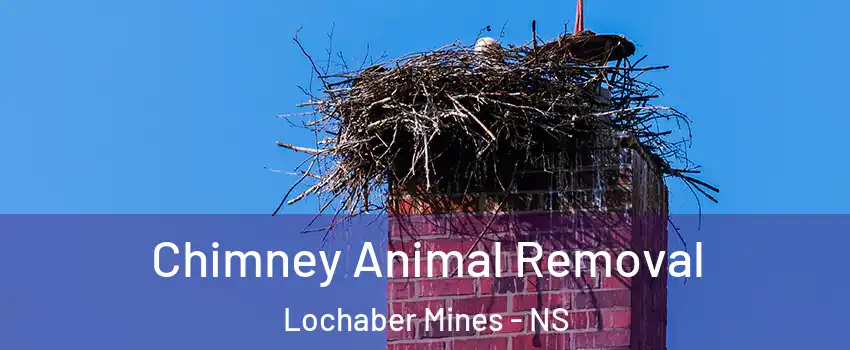 Chimney Animal Removal Lochaber Mines - NS
