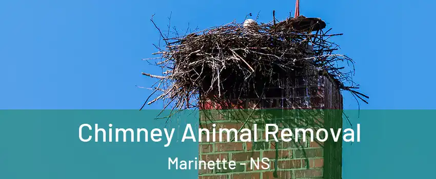 Chimney Animal Removal Marinette - NS