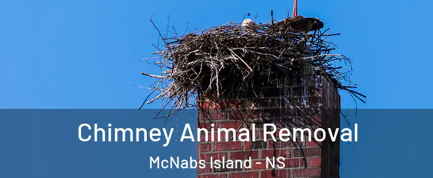 Chimney Animal Removal McNabs Island - NS