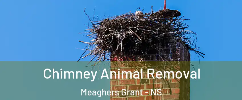 Chimney Animal Removal Meaghers Grant - NS