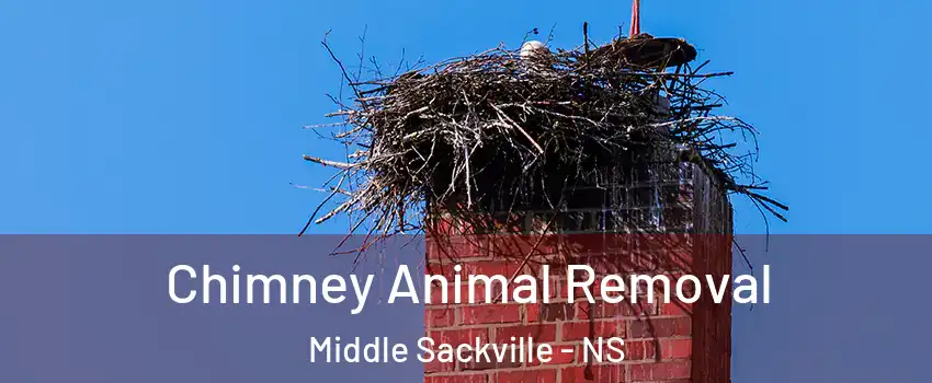 Chimney Animal Removal Middle Sackville - NS