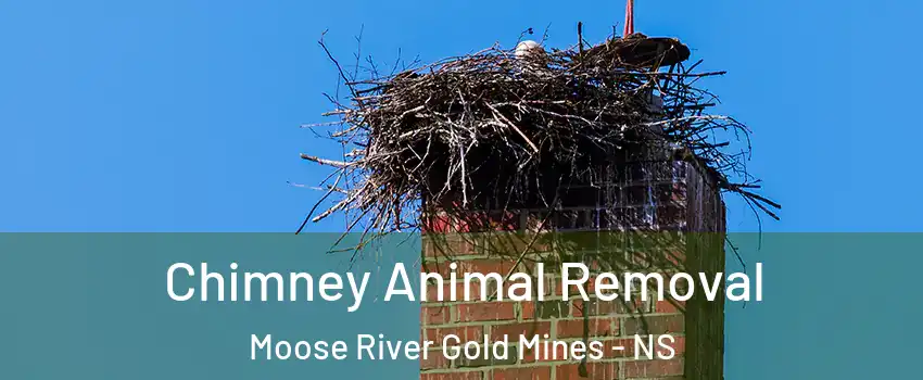Chimney Animal Removal Moose River Gold Mines - NS
