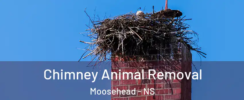 Chimney Animal Removal Moosehead - NS