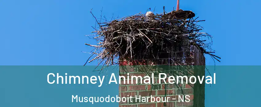  Chimney Animal Removal Musquodoboit Harbour - NS