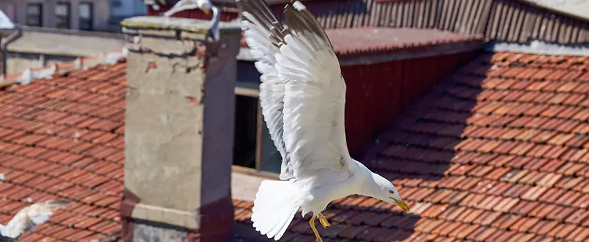 Residential Chimney Animal Removal Solution in Halifax, NS