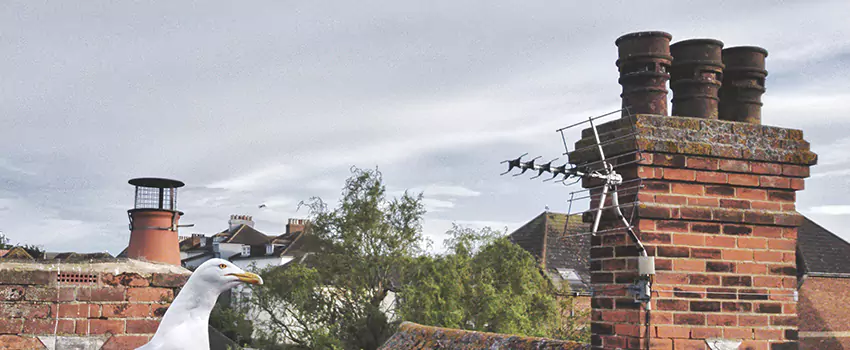 Chimney Cleaning And Restoration in Caribou Mines, Nova Scotia